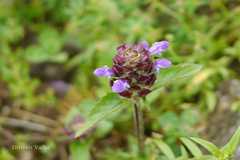 Prunella vulgaris